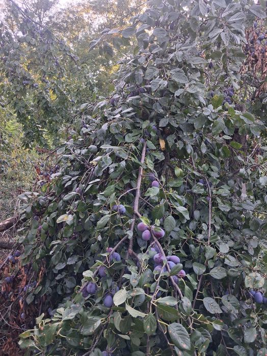 prune pentru masa