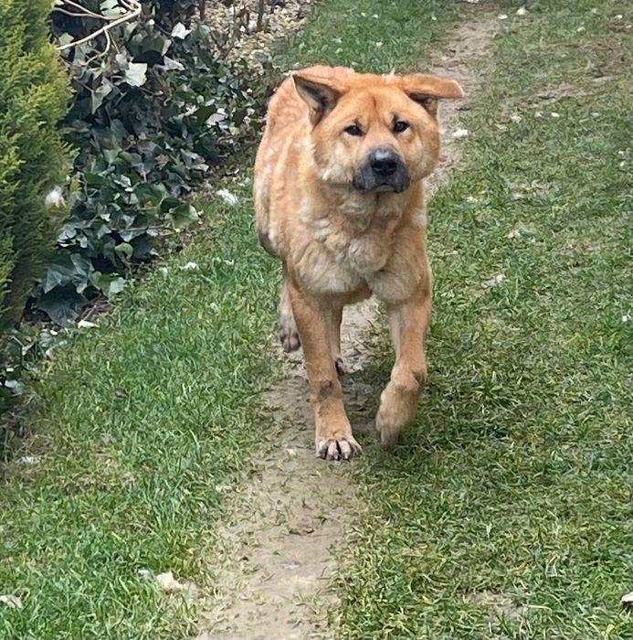 Sipke caută familie