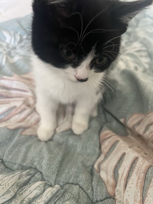 Британский котенок
