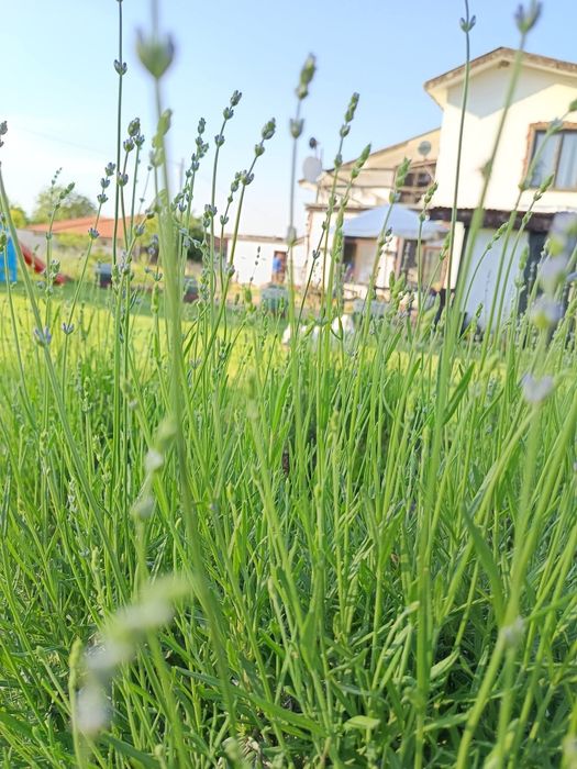 Продава се Къща в с. Крумово, Област Варна - 240 кв.м за 1167 €/кв.м - Снимка #4