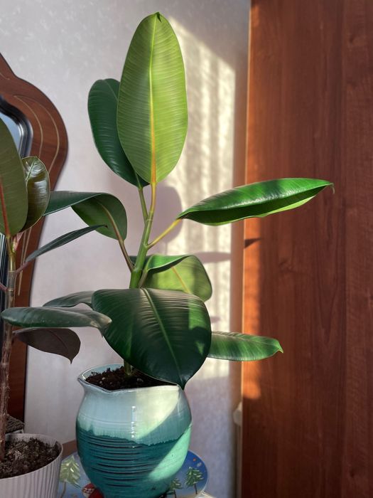 Каучуковый фикус