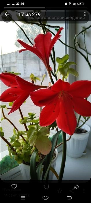 Продам цветы комнатные