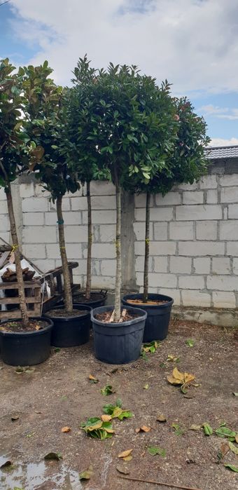 Magnolie grandiflora Fhotinia salcam robinia catalpa prunus pissardi