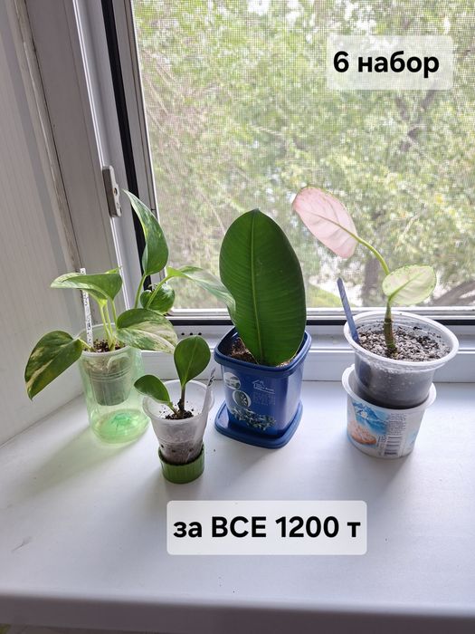 Продаю цветы комнатные