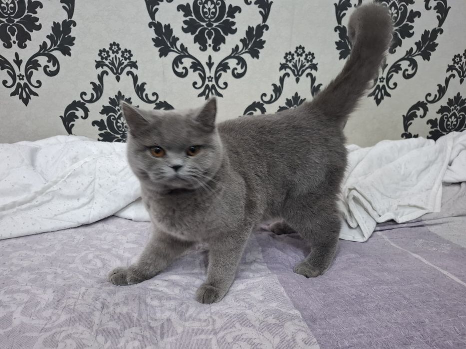 Продам кошка. Породистый.