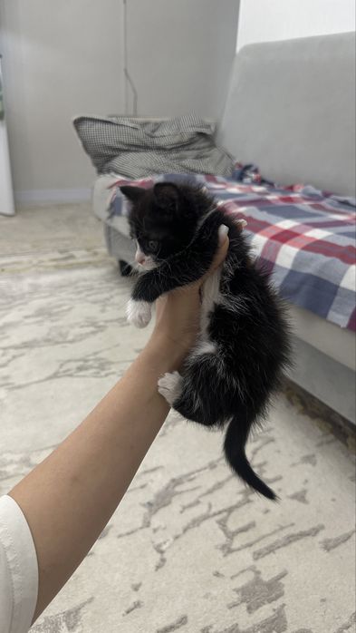 кошка бесплатно девочка