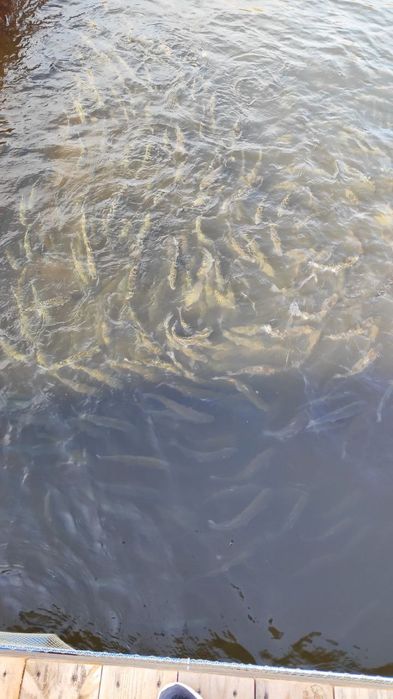 Продаём живую форель Астана