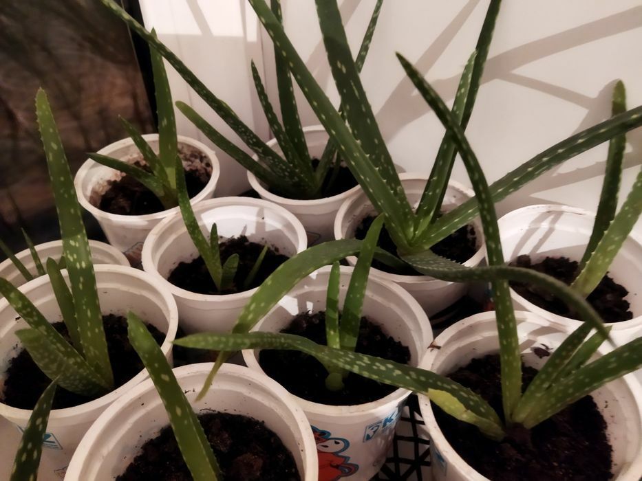 Продам алоэ Вера.