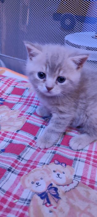 Продам  шотландского мальчика.