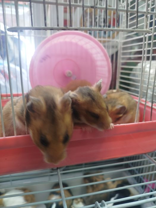 Хомяки в продаже