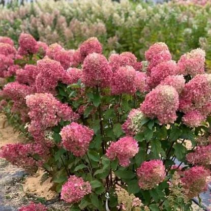 Продам саженцы гортензий метельчатых