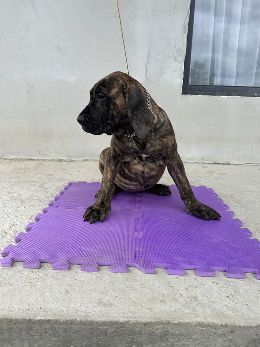 Catei presa canario