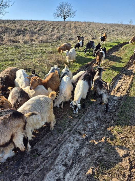 Capre fătate și depuse