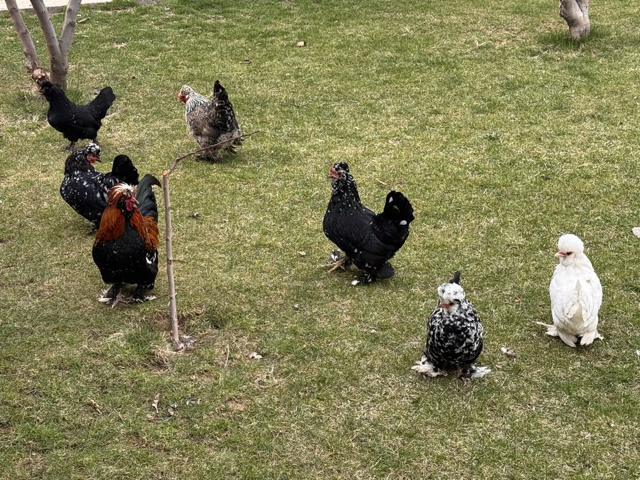 Инкубационные яица