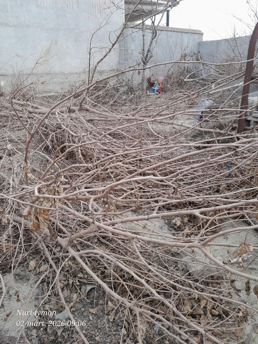 Mayda shox o‘tinlar sotiladi,  aralash qalin o‘tinlarxam bor