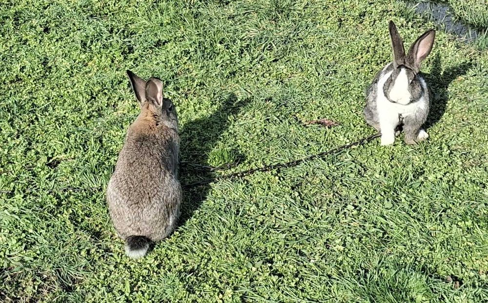 Продавам 13 зайци на 5.5м