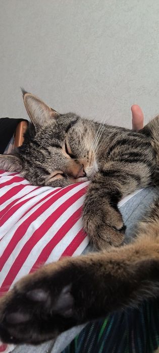 Ищем новый дом для кота