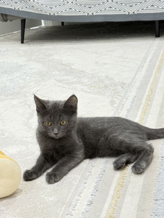 Котенок, шотландский. Девочка