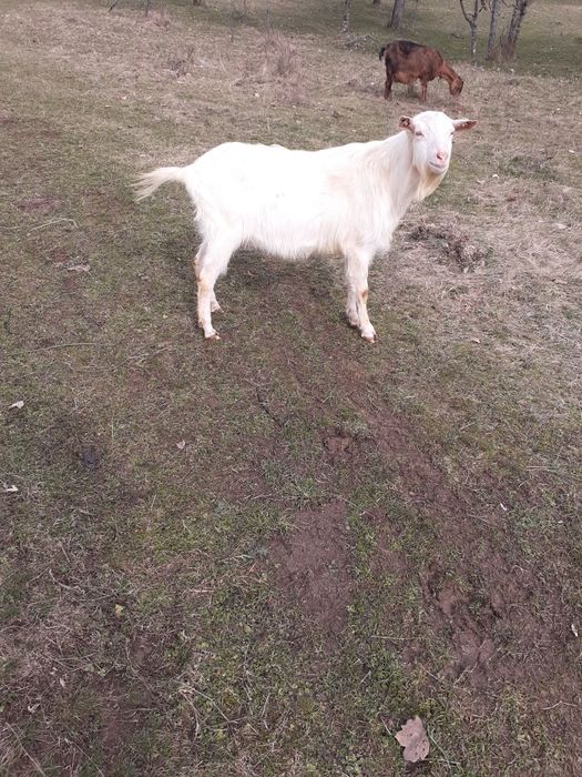 Vând un țap din rasa saanen