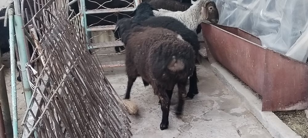 Кузи Кучкорлар сотилади 8 10 ойлик киргизистан сони 10та еб ичиши зор.