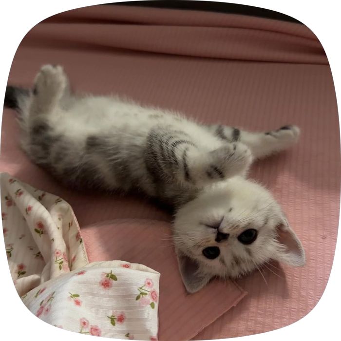 Котенок британский