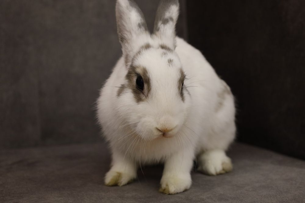 Продаю кролика домашнего
