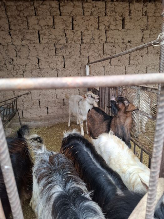 асыл тұқымды альпийски текелер