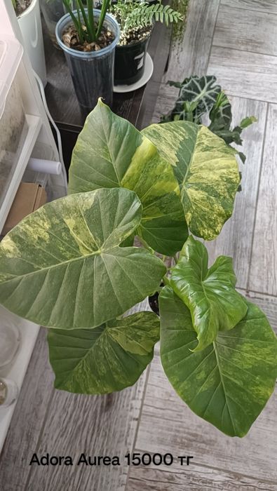 Алоказии, монстера адансони, спатифилум