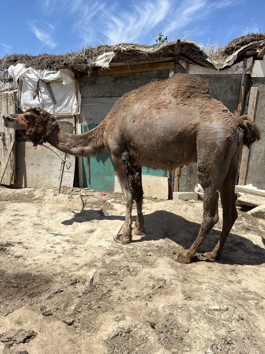 Сүтті түйе сатылады.