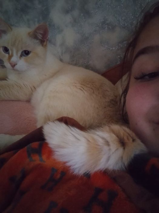 Отдам кота в добрые руки