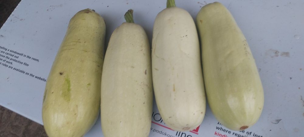 Продам кабачки 200 тн штука