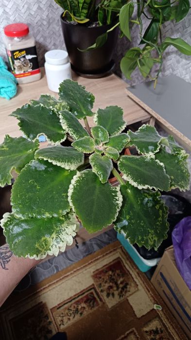 Сортовые фиалки от 300