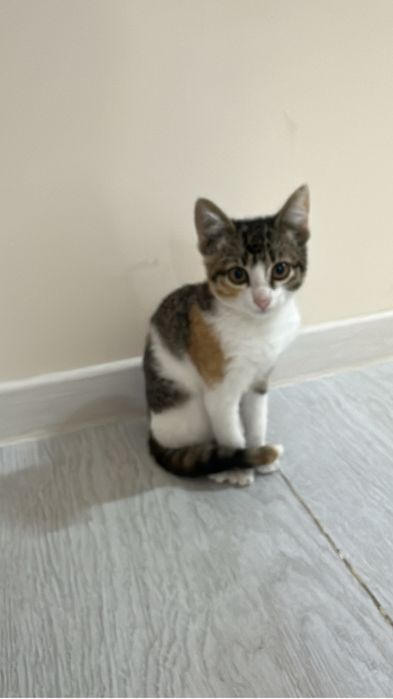 Котенок девочка