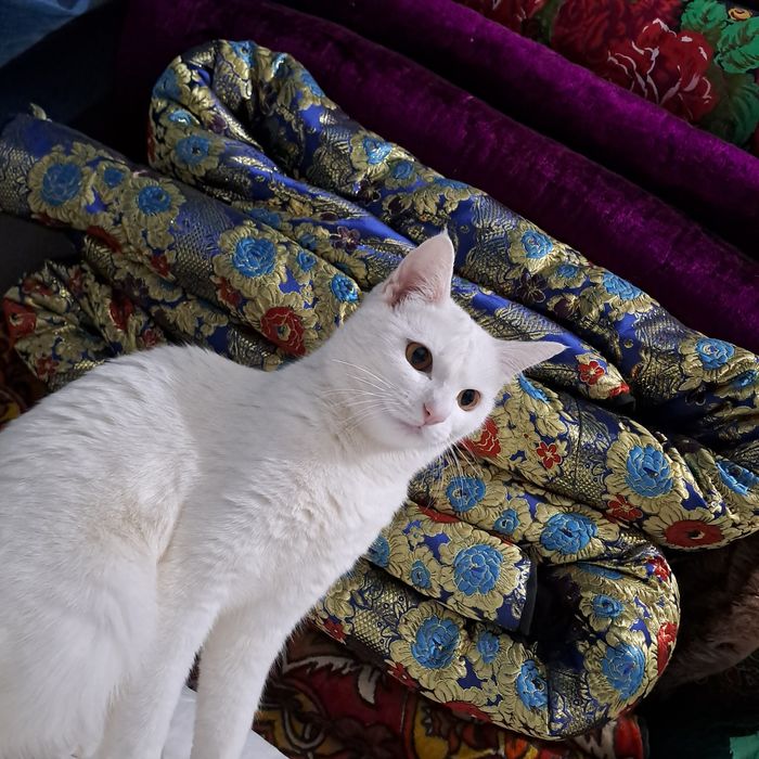 Кошка,девочка домашдомашний,9месяца бесплатно.