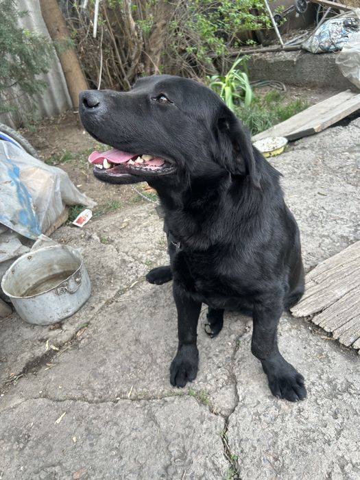 Молодой лабрадор