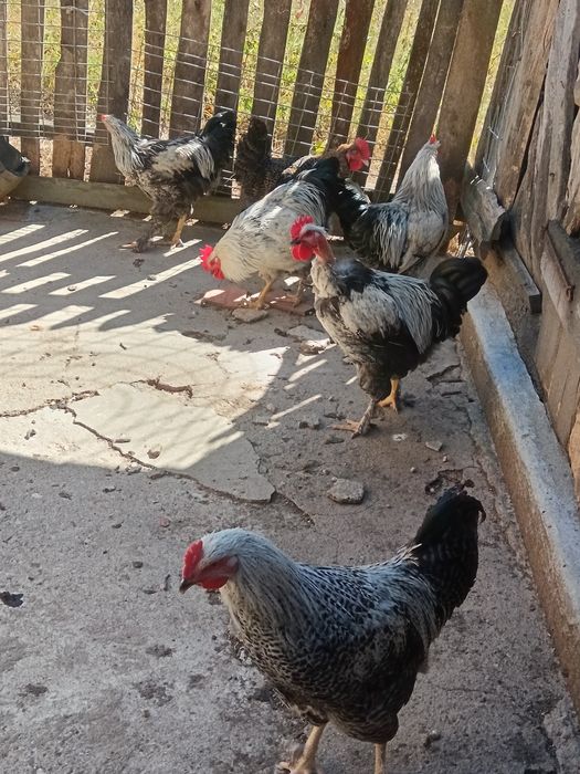 Cocoșei de vanzare