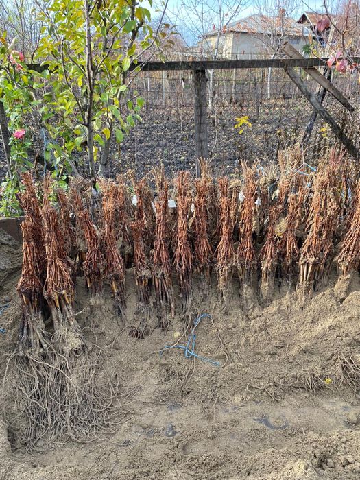 Pomi fructiferi de anul 3