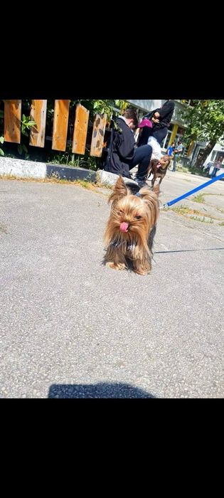 Мини Йоркширски териер