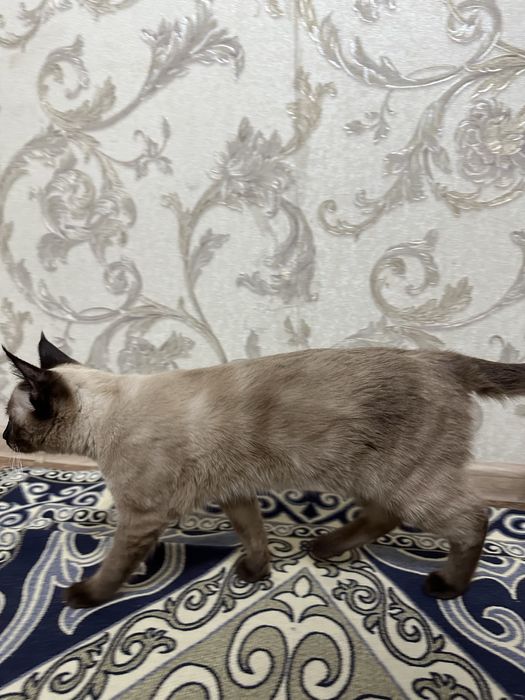 Сиамская  кошка