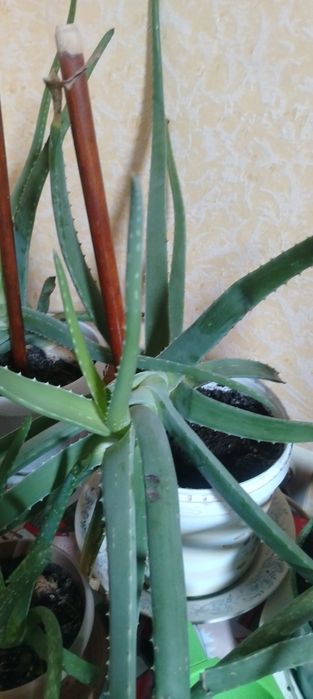 АЛОЭ Вера лечебное растение