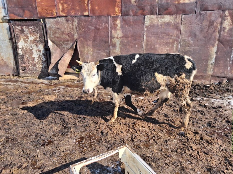 Продам тёлок 2-х лет