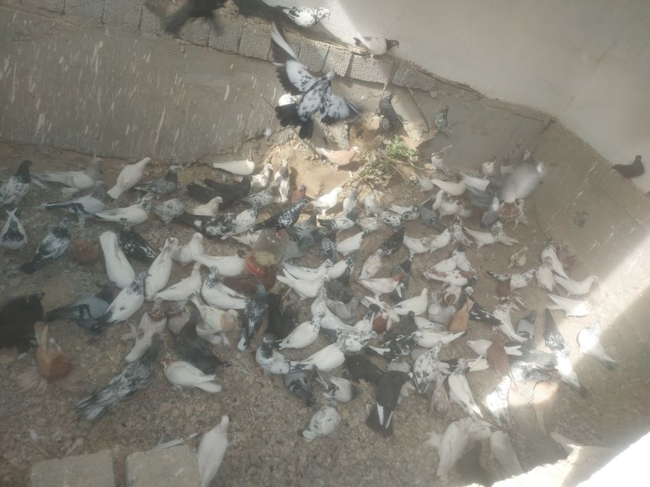 Разные голубииии