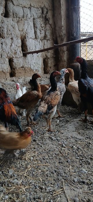 Дакан мекендер сатылады