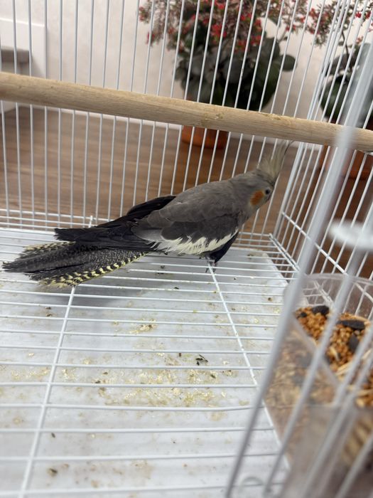 Продается попугай карилла