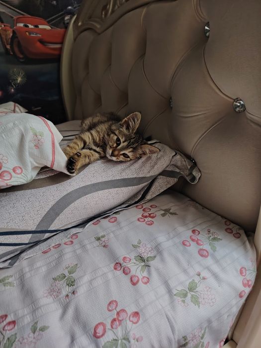 Отдам в хорошие руки девочка