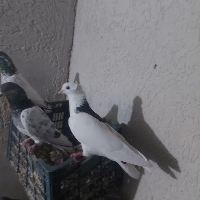 Чернашейк самец лет игра тяга канкретна