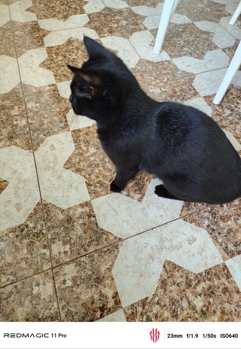 Отдам кошку , котят даром