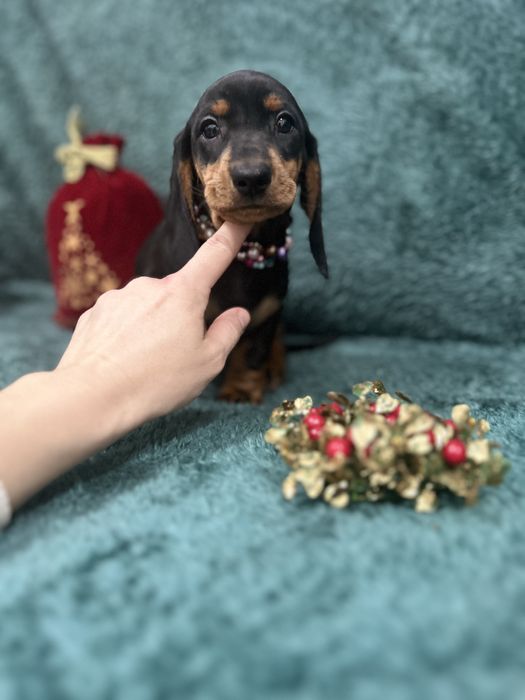 Femela teckel cu Pedigree FCI