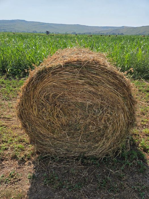 Vând baloți de lucernă