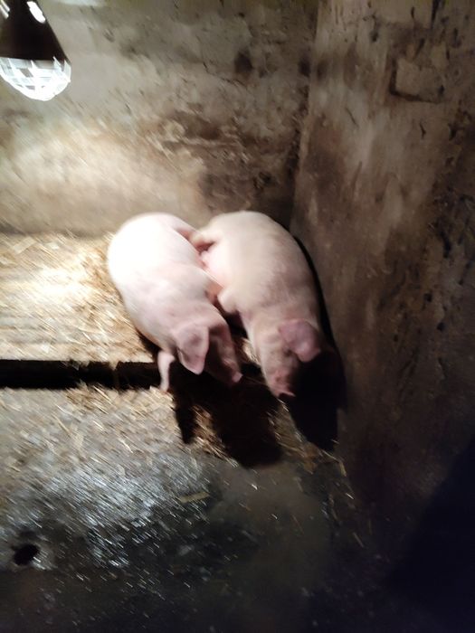 Женско 80 кг и малки по 30 кг